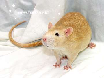 گالري عکس حيوانات